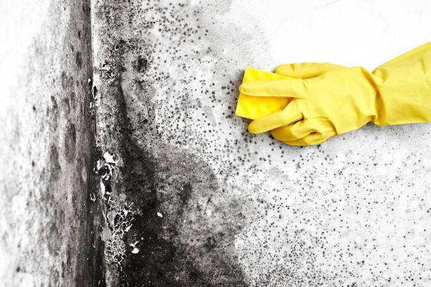 Mold Testing and Removal in Rankin, PA