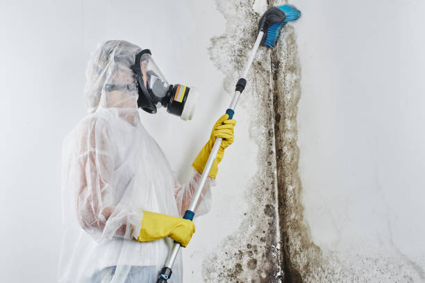 Best Commercial Mold Removal  in Rankin, PA