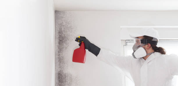Best Mold Damage Repair  in Rankin, PA